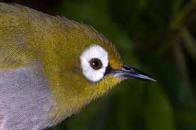 Image result for Rytigynia sp. M