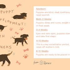 puppy development from 1 to 8 weeks