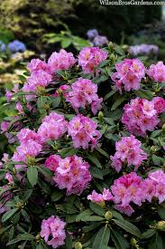 Image result for Rhododendron