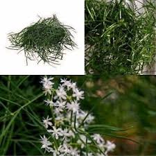 Image result for Asparagus racemosus