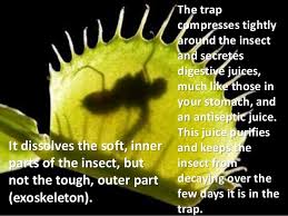 The venus flytrap is a carnivore. Venus Fly Trap