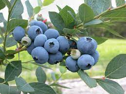 Growing blueberries is quite easy in the right conditions. Blueberry Farming Is Becoming More And More Intensive Agriorbit