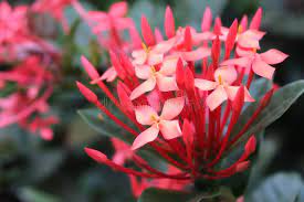 375 Ashoka Flower Photos Free Royalty Free Stock Photos From Dreamstime
