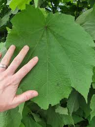 Image result for Sparrmannia