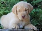 Labrador Retriever Puppies for Sale - Adoptapet