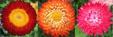 Image result for Helichrysum