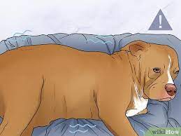 3 Ways To Know When A Dog Is Done Giving Birth Wikihow