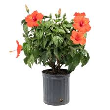 Image result for Hibiscus kirkii