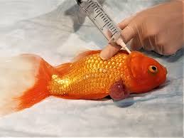 The sample compositions of 5 wt% (fish scale/pine cone) and 5 wt%, 10 wt%, and 15 wt% with equal ratio combination of both particulates were prepared. Image Gallery Fish Diseases Clinician S Brief