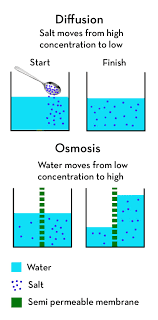 Salting And Wet Brining Flavorize Moisturize Tenderize Recipe Osmosis Dialysis Biology
