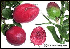 The word you're looking for is: Coco Plum Mammee Apple Pomegranate Persimmon Photos