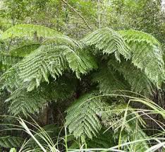 Image result for Cyathea thomsonii