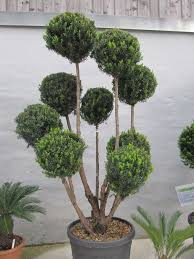 Taxus Media Hillii Eibe Pompon Formschnitt Formgeholze Eibe Pflanzen Mediterrane Pflanzen Winterhart Eibe