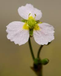 Image result for Alismataceae