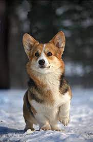 Welsh Corgi Dog Art Portraits Photographs Information And Just Plain Fun Also See How Artist Kline Welsh Corgi Puppies Puppies Pembroke Welsh Corgi Puppies