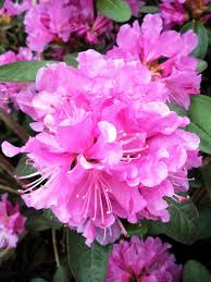 Arrosez si possible avec de l'eau de rempotez votre rhododendron au moins une fois tous les deux ans, de préférence en automne. Rhododendron X Pjm Elite Rhododendron Rhododendron Nos Vegetaux Jardin2m