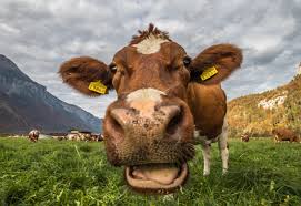 Medienberichte über den verzehr von hundefleisch in der schweiz auch in jüngster zeit sind durchaus als seriös. Schweizer Kuh Foto Bild Tiere Haustiere Nutztiere Bilder Auf Fotocommunity