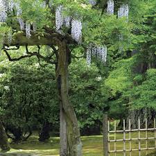 Cascading purple wisteria tsumami kanzashi. Pruning And Training Wisteria Finegardening