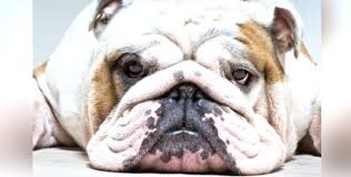 They get on very well with children and are naturally very protective of them. Warum Ihr Lieber Keine Englische Bulldogge Kaufen Solltet Holidogtimes