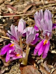 Image result for Brachycorythis lastii