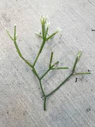 Image result for Rhipsalis