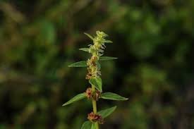 Image result for Pouzolzia guineensis