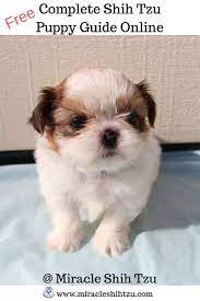 Shih Tzu Puppy Guide Shih Tzu Puppy Shih Tzu Puppy Care Puppies