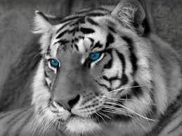 Black And White Baby Tiger Pictures Black White Tiger Blue Eyes Wild Cat Wall Print Poster Au Ebay White Bengal Tiger Tiger Pictures Bengal Tiger