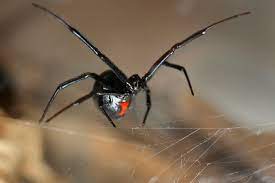 However, some stings can be how to identify false widow spiders. Black Widow Spider Bite Poisoning In Cats Symptoms Causes Diagnosis Treatment Recovery Management Cost