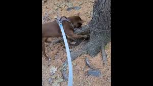 My Dog Reminds Me What Really Matters.