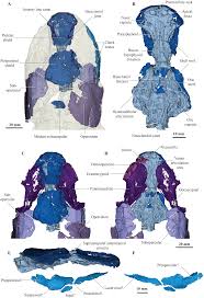 Image result for Sarcophyte piriei