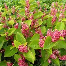 250 gram bloem halve theelepel zout 1 theelepel. Fallopia Japonica Var Compacta Stauden Pflanzen Kaufen Online Matelma Com