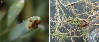 Image result for Suaeda sp. B