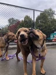 Dog boarding, dog walking, house sitting Doggie Daycare Pet Boarding And Pet Sitters Choosing The Best Option For Your Dog Oregon Humane Society