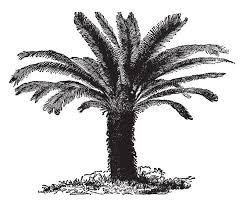 They first appeared in the pennsylvanian and so have existed for approximately 300 million years, appearing before there were dinosaurs, existing alongside them, and perhaps being eaten by them. Cycas Stock Illustrations 654 Cycas Stock Illustrations Vectors Clipart Dreamstime
