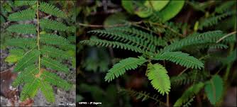 Image result for Chamaecrista grantii