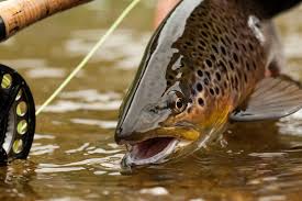Fly fishing glossary another resource from ffi. Fundamental Fly Fishing Terminology Avidmax Blog