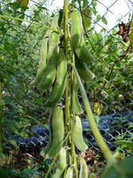 Image result for Mucuna pruriens