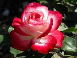Coltivare la Rosa - Rosa - Rosa - Piante da Giardino - Rosa - Rosa - Arbusti