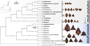 Image result for Afrobrunnichia erecta