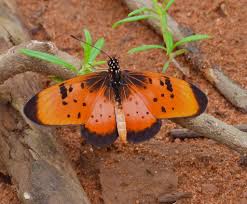 Image result for Glossostelma spathulatum