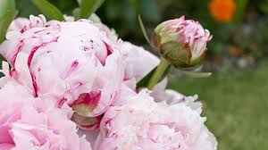 Animal pests do not typically present issues, but this is dependent on individual locations. 12 Things Peony Lovers Should Know