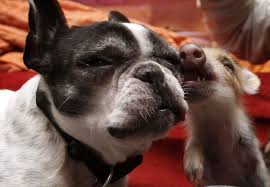The french bulldog is a small sized domestic breed that was an outcome of crossing the ancestors of bulldog brought over from england with the local. 12 Ways Cities Change Animals And Animals Change Cities Next City