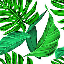 Browse relevant sites & find attention deficit hyperactivity disorder. Sheets Tropical Monstera Free Image On Pixabay