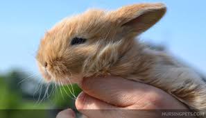 Check spelling or type a new query. What To Feed Baby Rabbits Without A Mother Nursing Pets