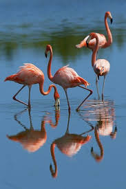 flickriver dave 2x s photos tagged with phoenicopterusruber flamingo pictures flamingo photo bird wallpaper