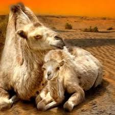Camel isolated, funny camel, desert, camel ride, camel desert, bactrian camel, riding camel, dubai camel, camel riding, camel race. Camel Mom And Baby Steemit