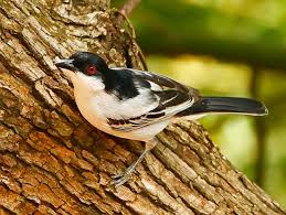Black Bird With White Stripes On Wings And Tail South Africa Black Backed Puffback Pet Birds South African Birds Beautiful Birds