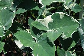 Image result for Ozoroa marginata