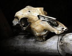 An Old Animal Skull Maybe A Horse Skull Animal Bones Animal Skulls